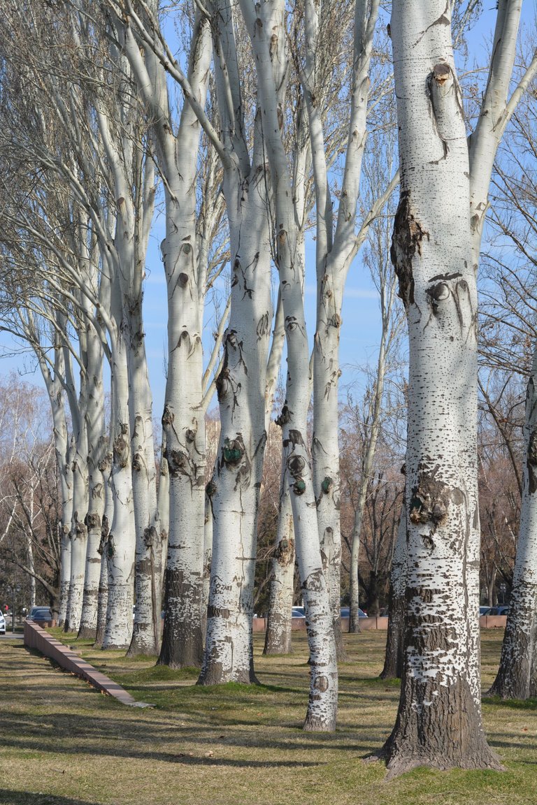 DSC_0850.JPG