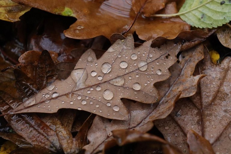 leaves-6756137_1280.jpg