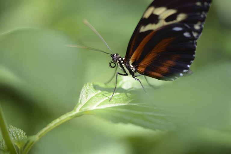 insect-4367745_1280.jpg