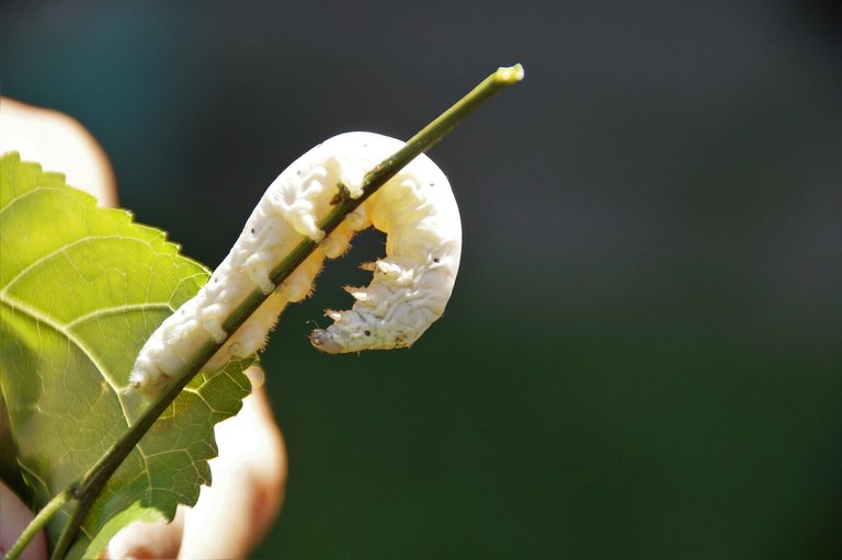 silkworm-5370807_1280.jpg