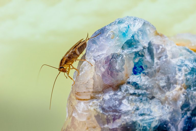german-cockroach-6982352_1280.jpg