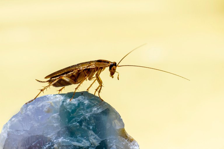 german-cockroach-6982350_1280.jpg