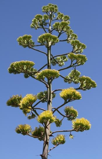 Agave-americanaINFL.jpg