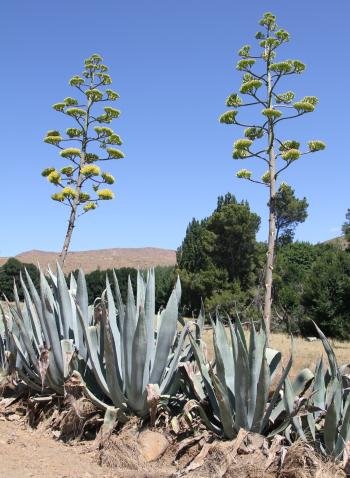 Agave-americanaPL.jpg