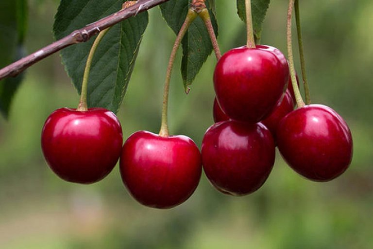 cherries.jpg