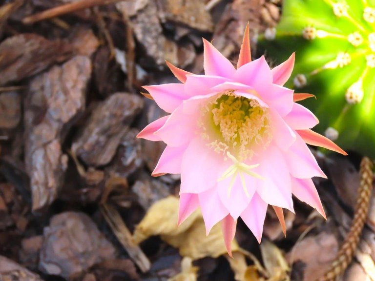 Echinopsis 24hr flowers..jpg