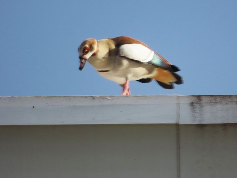 111.JPG