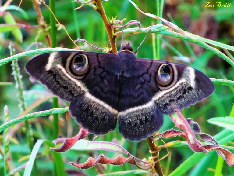 Creamstriped Owl.jpg