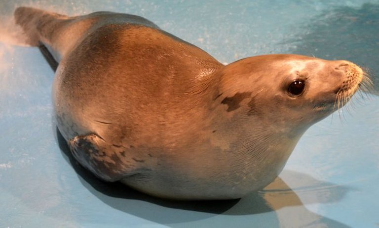 Crabeater seal has been named Ragnar after the legendary viking Ragnar Lothbrok PHOTO Facebook.jpg