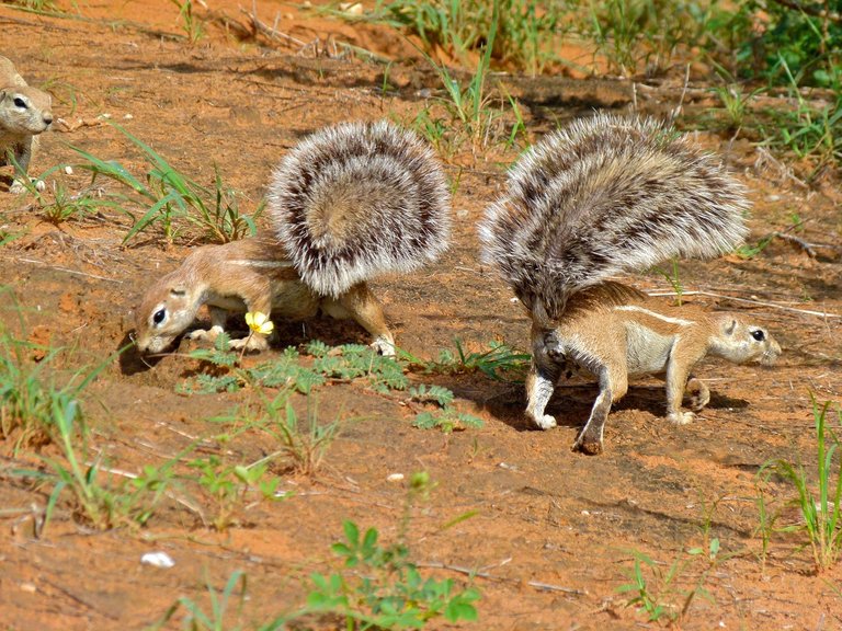 Ground_Squirrels_Xerus_inauris_7011271439.jpg