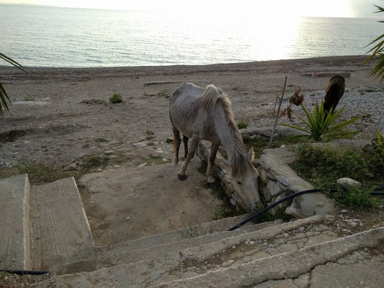 beach horse.jpg