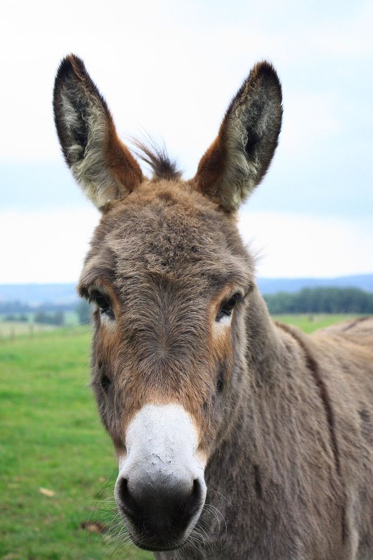 donkey-2095513_1280.jpg