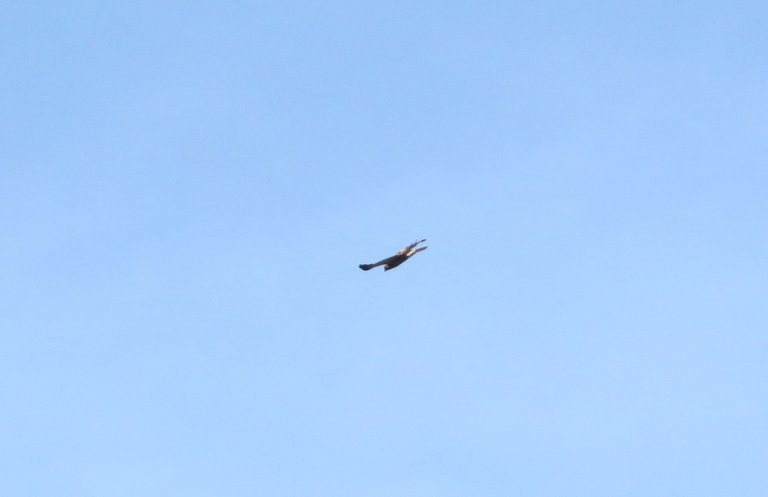 IMG_0003.JPG