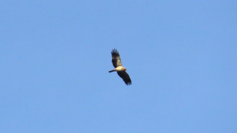 IMG_0007.JPG