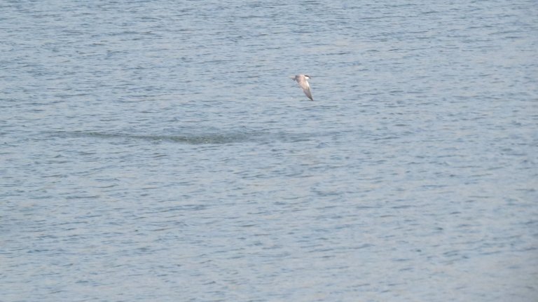 IMG_0006.JPG