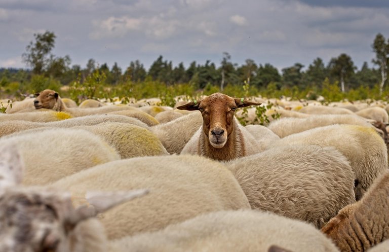 herd-of-sheep-7392366_1280.jpg