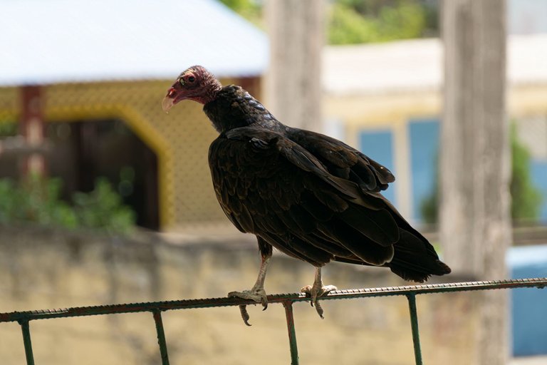 _DSC1922 copia.jpg