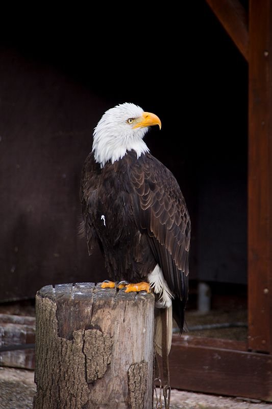 weisskopfseeadler.jpg