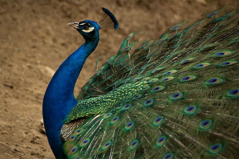 pretty_peacock.jpg