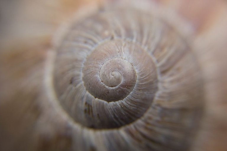 snail_closer.jpg