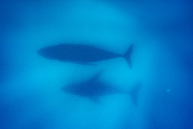 whales-2.jpg