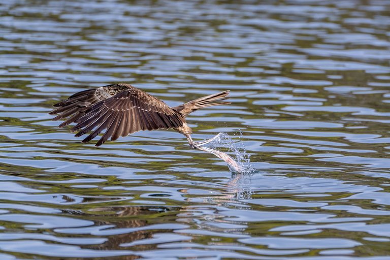 whistlingkite-3.jpg