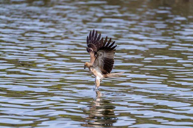 whistlingkite-4.jpg