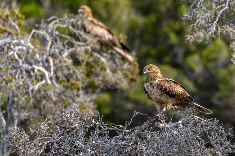 whistlingkite-1.jpg