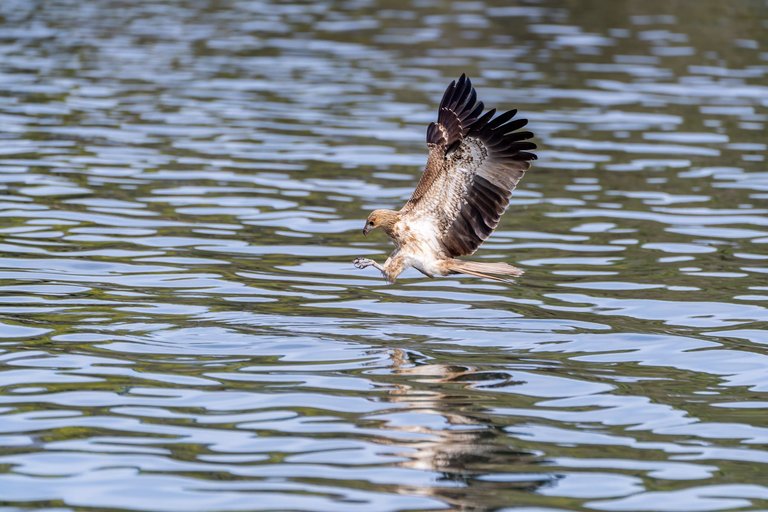 whistlingkite-2.jpg