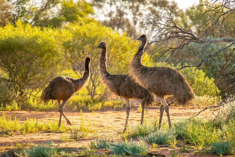 emus-1.jpg