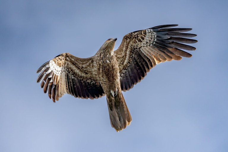bird-2.jpg