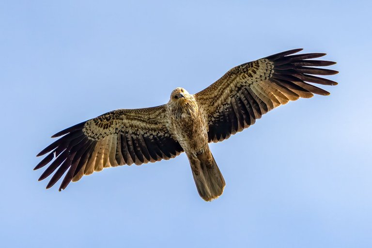 bird-1.jpg