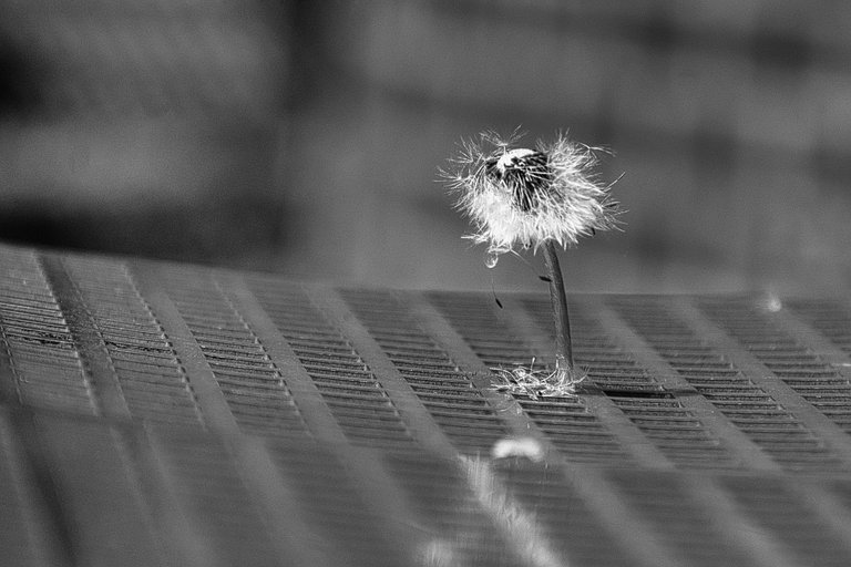 DSC_0349.jpg