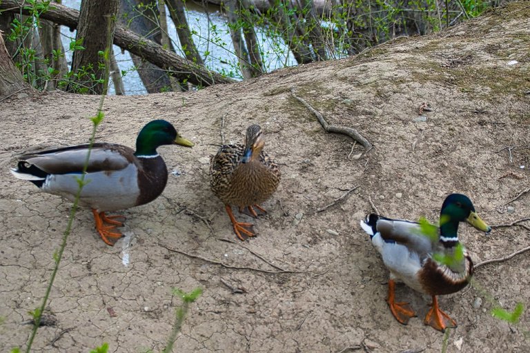 DSC_0243.jpg