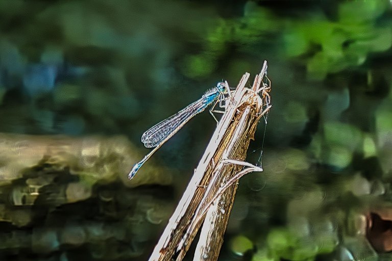 DSC_1732.jpg