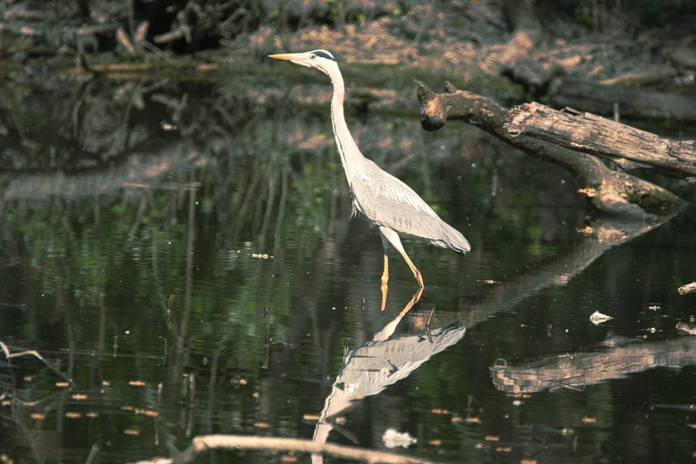 DSC_0512.jpg