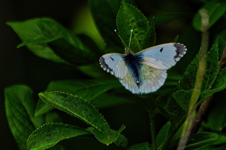 DSC_0305.jpg