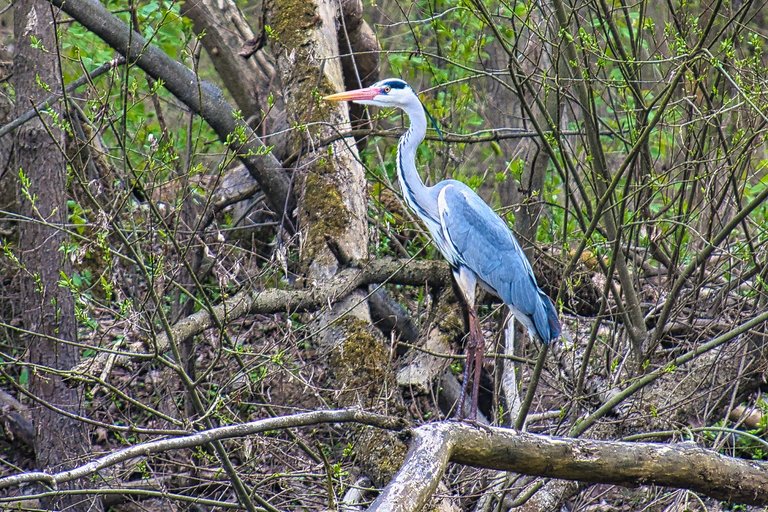 DSC_0230.jpg