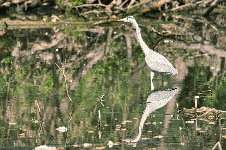 DSC_0525.jpg