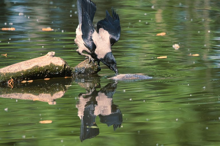 DSC_0600.jpg