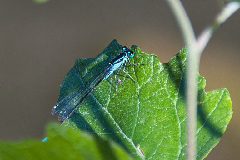DSC_1696.jpg