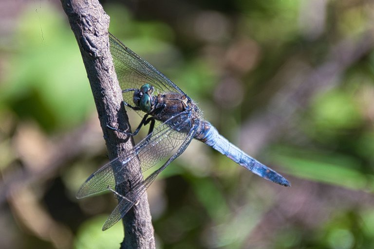 DSC_1711.jpg