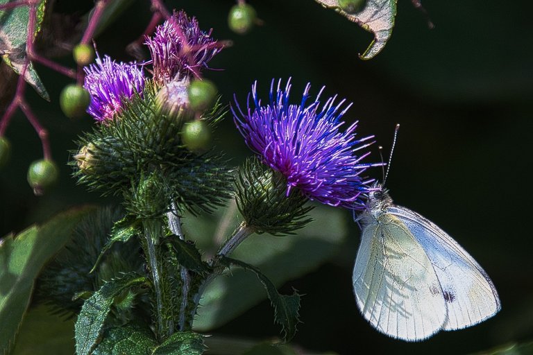DSC_1929.jpg