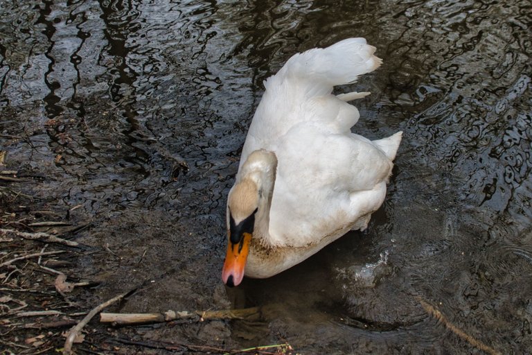 DSC_0238.jpg