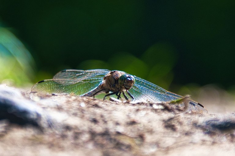 DSC_1719.jpg
