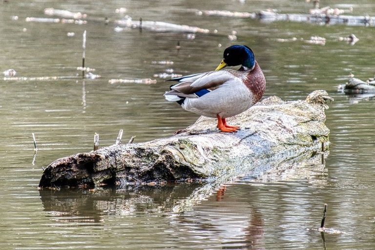 DSC_0235_hdr.jpg
