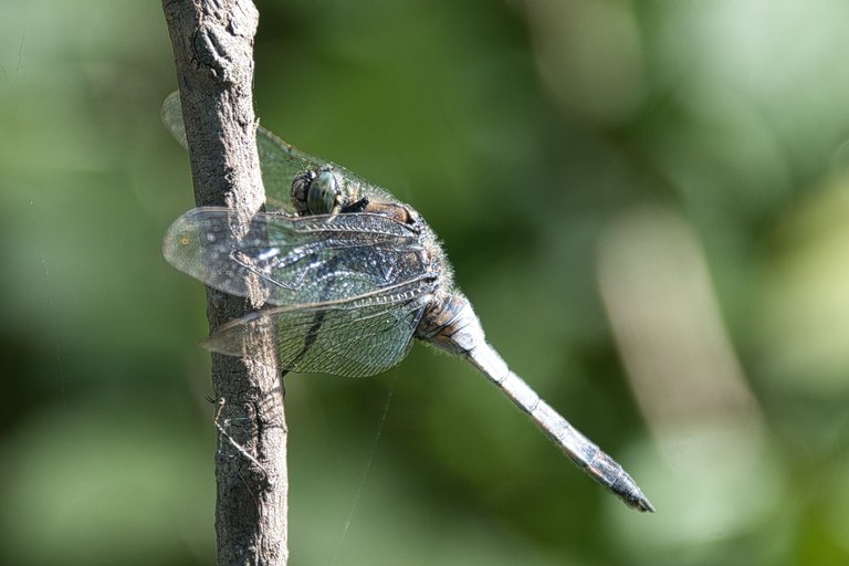 DSC_1709.jpg