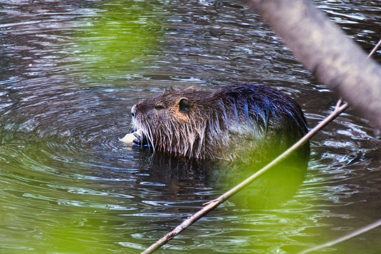 DSC_0239.jpg
