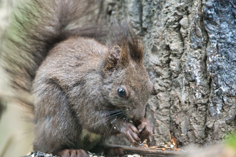 DSC_0296.jpg