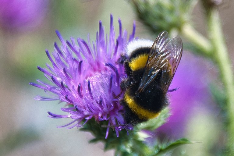 DSC_1767.jpg